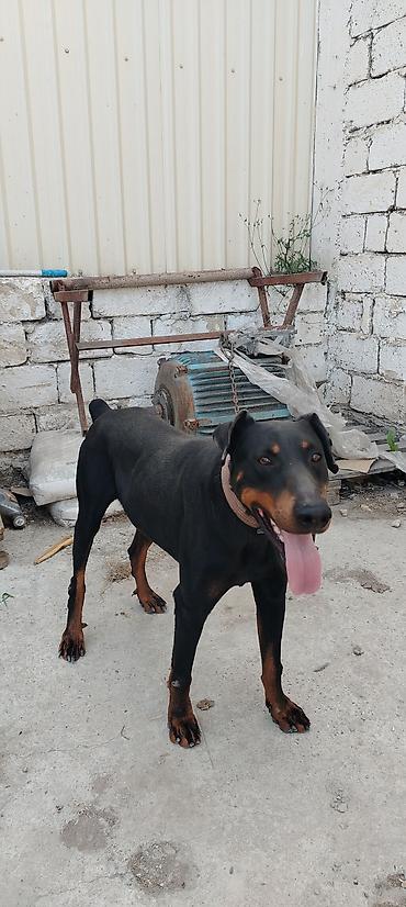 Doberman
