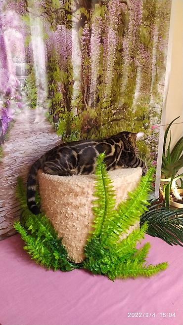 Продажа кошек: Красивейшие Бенгальские котята . разный возраст. Большой — 6