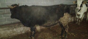 Коровы, быки: Продаю | Бык (самец) | Алатауская | На откорм, Для разведения — 5