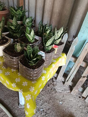 Бөлмө өсүмдүктөрү: Сансевиерия (Sansevieria, «тещин язык») в горшках 200-300 - — 2
