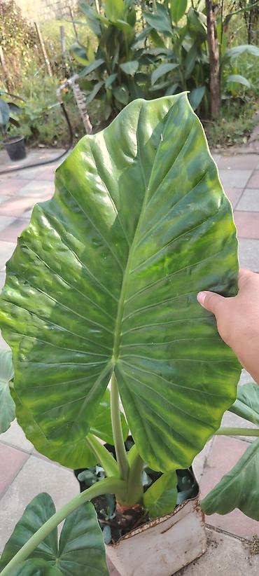 ev bitkisi: Bitki: Alocasia (Fil qulağı) Təsvir: - Böyük, parlaq yaşıl — 4