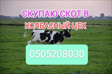 улар сатылат: Куплю | Коровы, быки, Лошади, кони | Круглосуточно, Любое состояние, Забитый