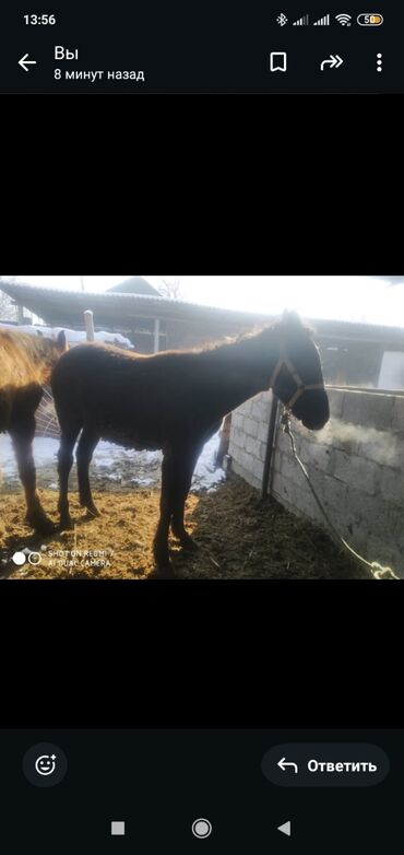 Лошади, кони: Продаю | Жеребенок | Рабочий — 1