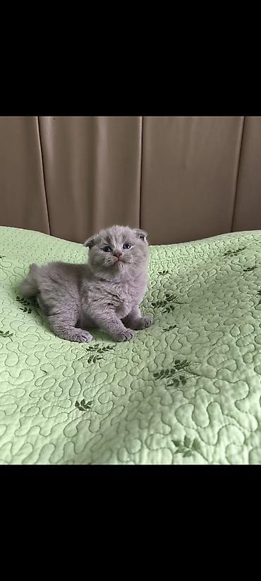 Кошки: Шотландская вислоухая — 7
