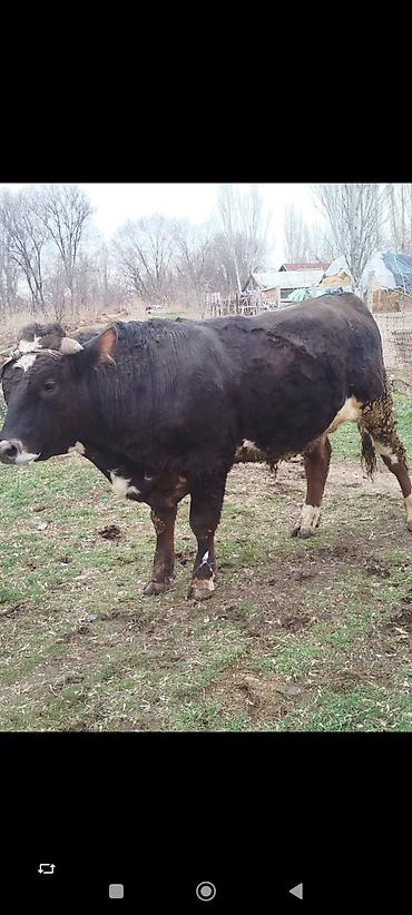 Коровы, быки: Продаю | Бык (самец) | Для разведения | Племенные — 2