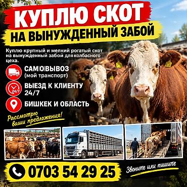 арашан ко: Колбаса цехи : Уйлар, букалар, | Күнү-түнү — 1