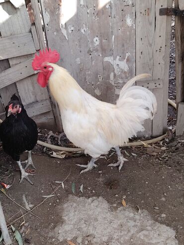 Xoruzlar: Ağ rəngli avstrolop xoruz - Rəng: krem-ağ tüklər, iri qırmızı daraq — 2