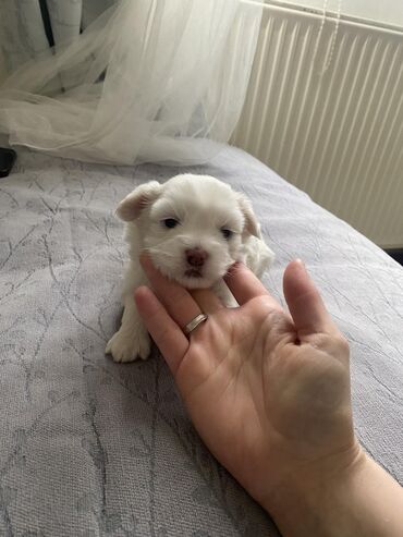 Psi: Mini maltezer zenka, uskoro spremna za preuzimanje. Mama i tata do 2