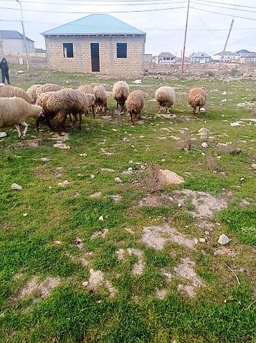 heyvan satilir: Salam.qoyunlar satılır tecılı 20 basdı bogazdilar bugüne sehere — 5