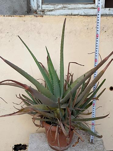 алоэ вера купить: Aloe — 1