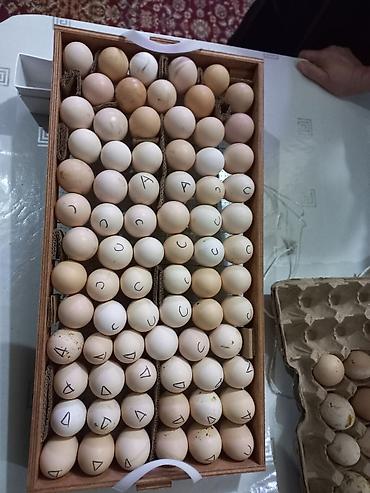 Товары и оборудование для с/х животных: Российский инкубаторлор: Норма луппер 72. Норма парка 120. Норма — 7