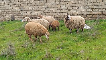 qoyun ana bala: Qoyun ailəsi – ana qoyun və iki quzu - Növ: yerli qoyun (ana) və iki — 1