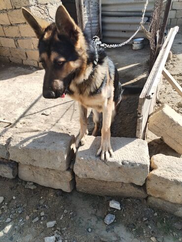 İtlər: Alman çoban iti, 6 ay, Erkek -da lalafo.az — 2 İtlər: Alman çoban iti, 6 ay, Erkek — 2