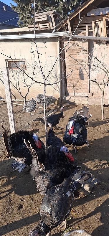 Hinduşka: Erkək, Amerika, Damazlıq, Ünvandan götürmə, Ödənişli çatdırılma — 4