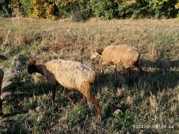 дойная козы: Продаю | Овца (самка), Ягненок