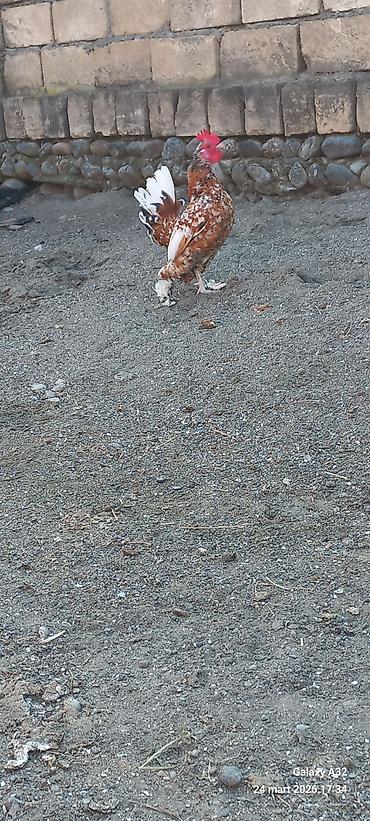 Toyuqlar: Toyuq, Damazlıq — 7