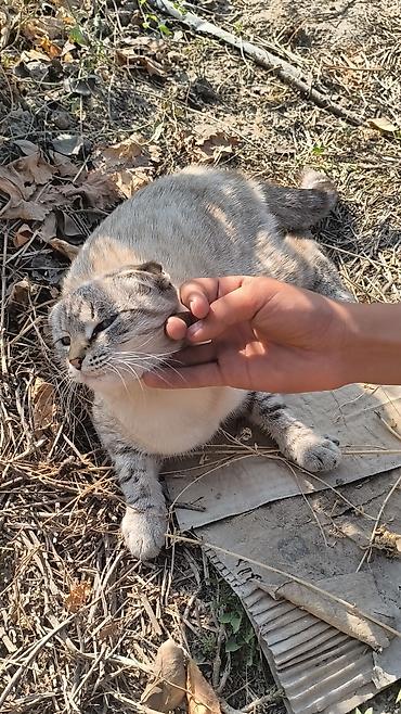 кошки скотиш фолд: 1 год, Девочка, Приучена к лотку — 1