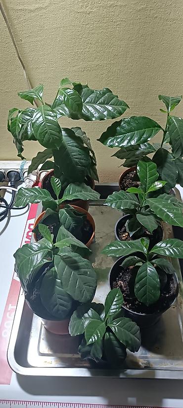 кофейное дерево: Кофейное дерево (Coffea arabica)Нана, карликовый — комнатные саженцы в — 4