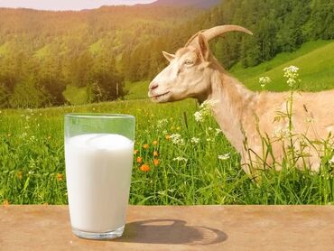 Молочные продукты и яйца: Эчкинин суту домашний