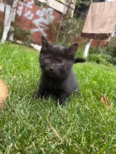 котёнки бишкек: Отдадим котёнка, в добрые руки. лоток знает, кушает всё. очень