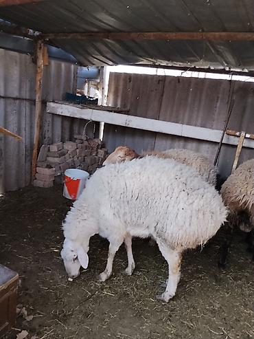 Баран, овца: Продаю | Баран (самец) | Гиссарская | Осеменитель — 2
