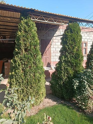 туя сорт смарагд: Голубая ель для ландшафтного оформления участка. На фото — крупное — 7