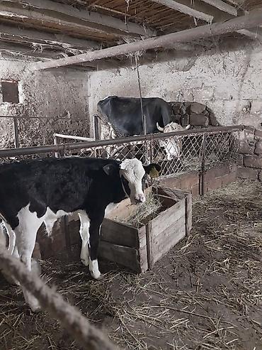 inək balalı: Südçülük üçün inək və buzov dəsti - Cins: qara‑ağ alaca südlük — 8