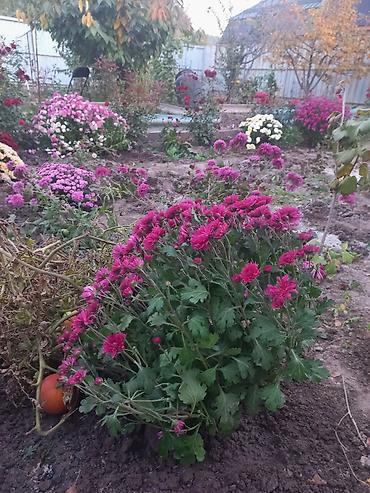 Другие виды семян и саженцев: Саженцы хризантем с пышной зеленой листвой, готовые к пересадке — 7