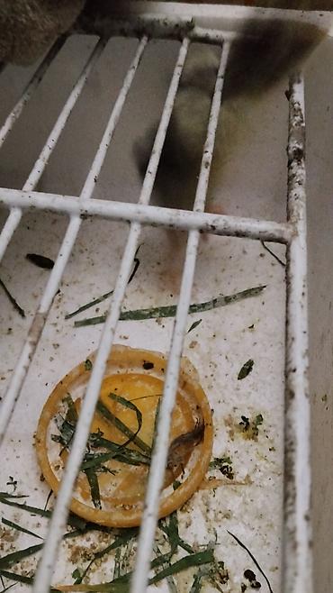 Инкубаторы: Инкубатор «Норма Луппер» - Тип: электрический инкубатор для птицы - — 9