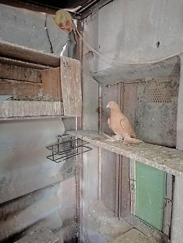 Птицы: Продаю молодых голубей 1 шт стоит пятьсот сом окончательно родители — 5