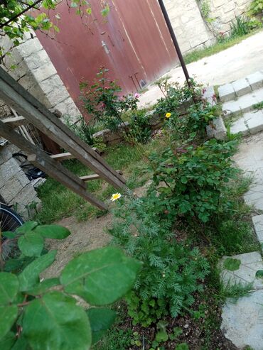 Otaqların uzunmüddətli kirayəsi: Satilir geniş və işıqlı otaq 2 otaq 1 zal metbex hamam ayaq yolu — 17