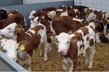 животные коровы: Продаю | Корова (самка), Бык (самец), Тёлка | Ангус, Герефорд, Голштин | Племенные