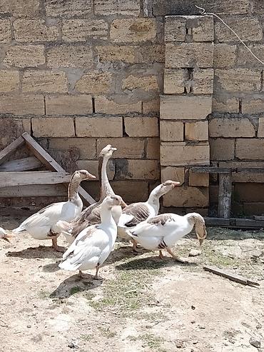 labrador satilir: Erkek 50 azn disiler 35 azn 4 eded disidir. disiler 11 aylıqdı. Qazlar — 2