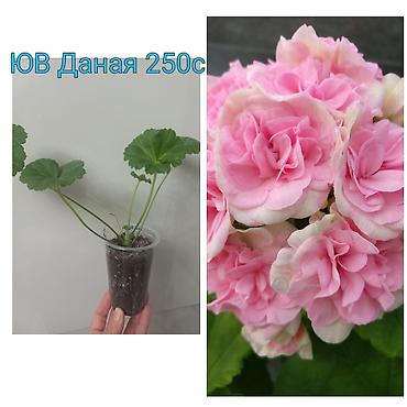 Другие садовые цветы и кустарники: Абутилон (комнатный клён) — саженцы в стаканчиках. Сорт с крупными — 15