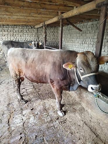 Коровы, быки: Продаю | Бык (самец) | Швицкая | На откорм | Привязанные — 9