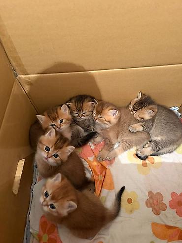 Pişiklər: Britan — 9