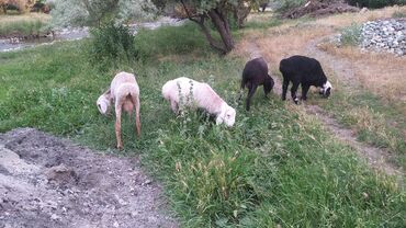 рамановские овцы: Продаю | Овца (самка) | Для разведения