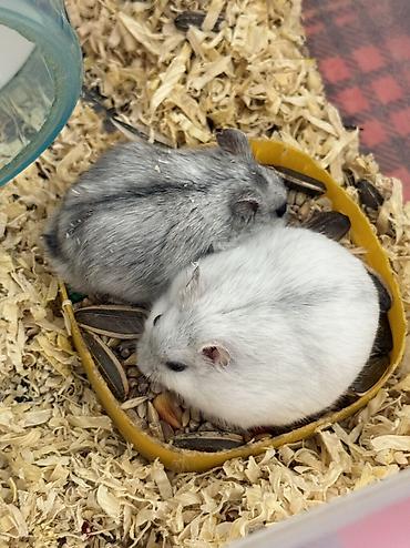 hamster al: Uşaqlara oyuncaq kimi verilməyəcək. Yalnız məsuliyyətli və heyvanlara — 2