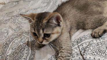 ev pişik adları: Tabbi — 1