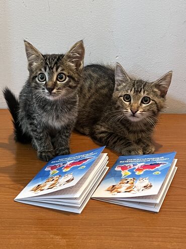коты в оше: Беспородная, 3 месяца, Мальчик, Приучена к лотку, Проглистована, С документами