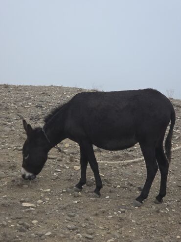 Eşşəklər: 4 erkək 2 dişi eşək satılır ən böyünün yaşı 4-dü qiyməti 550 manatdır — 12