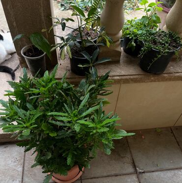 Otaq bitkiləri: Butun guleri endirimnen satiram ancag xanimlara satiw olur cox gul — 18