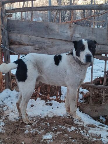 Продажа собак: Алабай, 1 год, Самец, С родословной