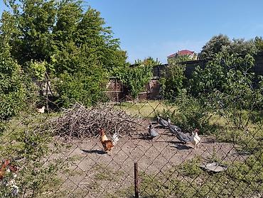Həyət evləri və villalar: 150 kv. m, 3 otaqlı, Kombi, Qaz, İşıq — 7