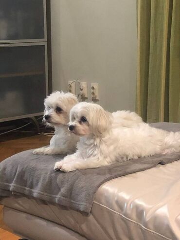 Psi: , Von House Petronijevic Ub, odgajivačnica FCI 5708. Maltezer mini — 13