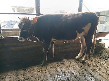 Коровы, быки: Продаю | Бык (самец) | На откорм | Привязанные — 1