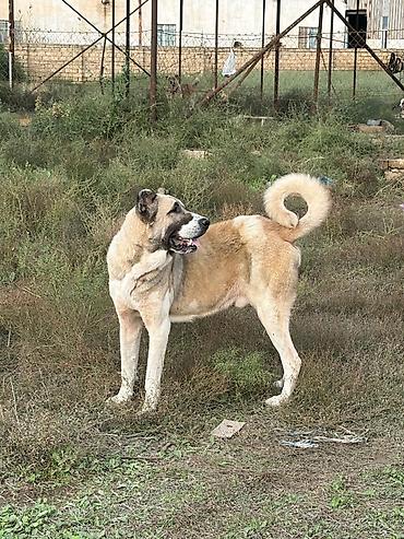 i̇t pudel: Qurdbasar, 3 il, Erkək, Peyvəndli, Rayonlara çatdırılma — 1