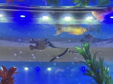 Balıqlar: Sülhsevər, Ödənişli çatdırılma -da lalafo.az — 4 Balıqlar: Sülhsevər, Ödənişli çatdırılma — 4