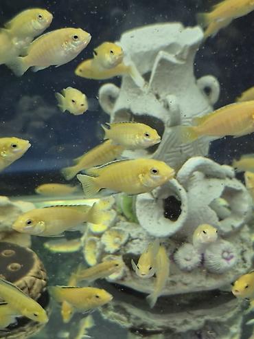 Продаю подростков Лабидохромис Еллоу (3-4 см) Labidochromis Yellow -