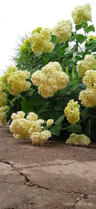 Гортензия: Саженцы Самовывоз — 12